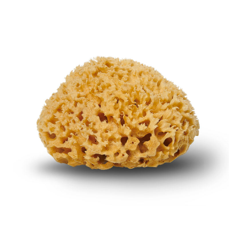 Natural Sea Sponge